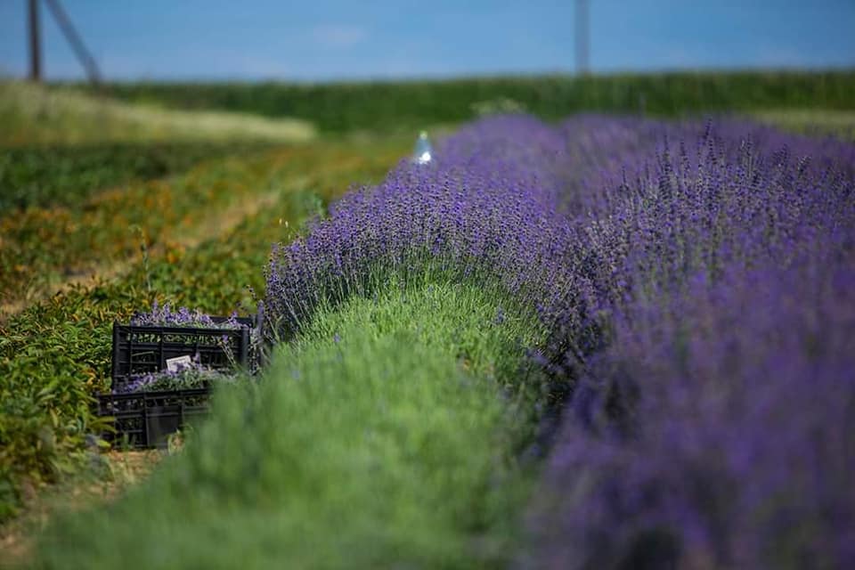 Новини Вінниці - фото з Пробну партію лавандової олії виготовили в Ладижині. Пропонують вирощувати лаванду