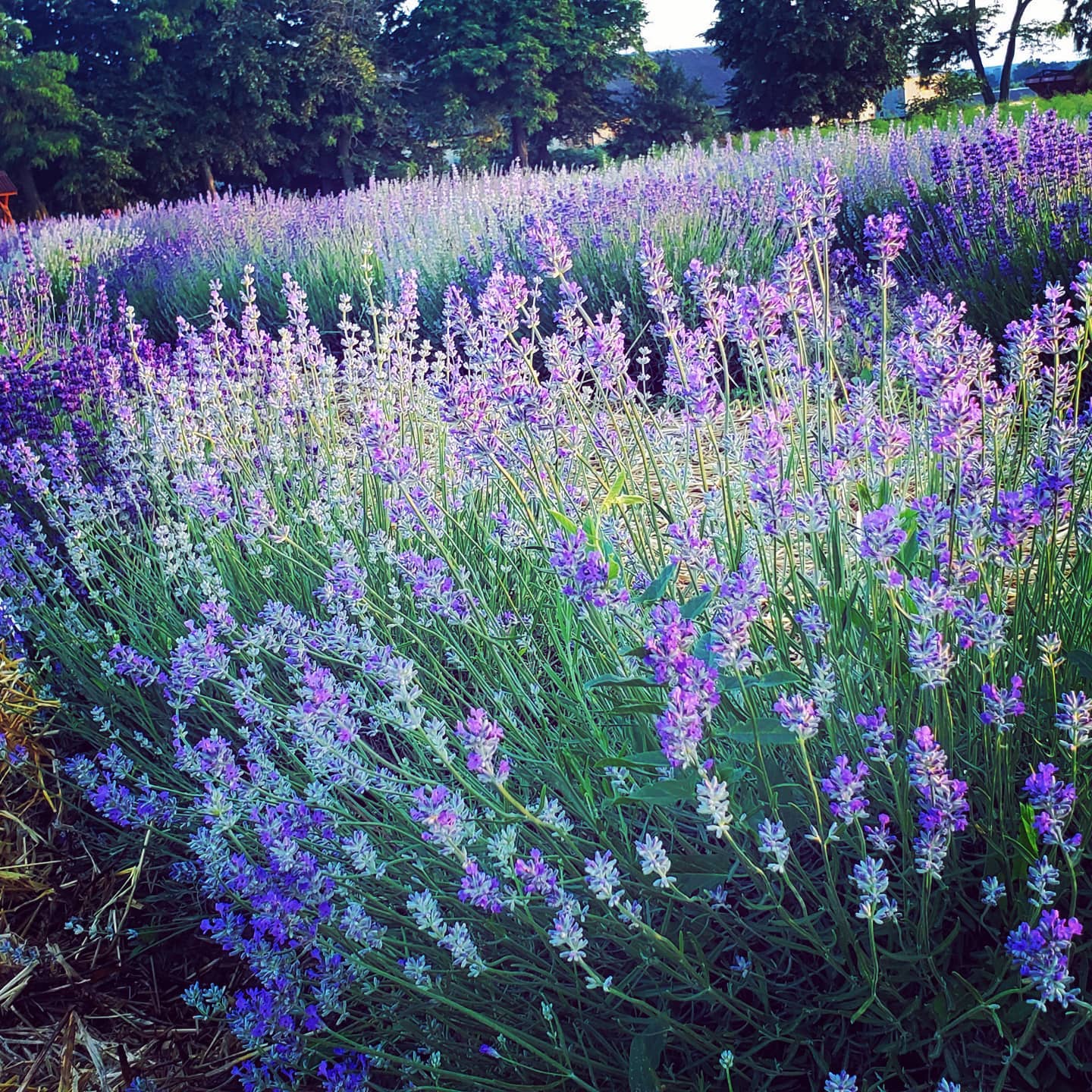 Новини Вінниці - фото з Пробну партію лавандової олії виготовили в Ладижині. Пропонують вирощувати лаванду
