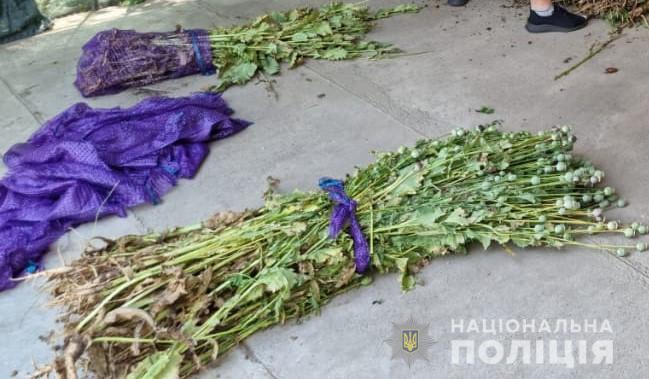 Новини Вінниці - фото з Операція «Мак». Поліцейські знищили наркопосів у Гайсинському районі
