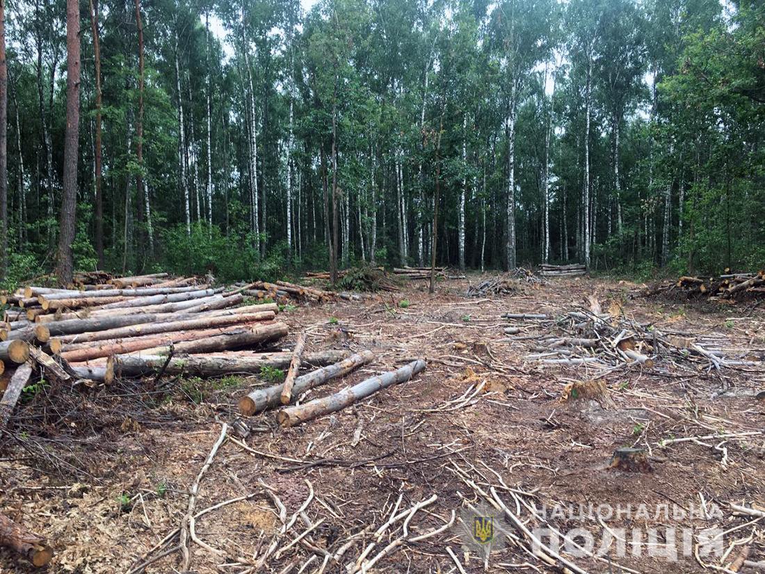 Новини Житомира - фото з На Овруччині затримали ЗІЛ з викраденою з лісництва деревиною