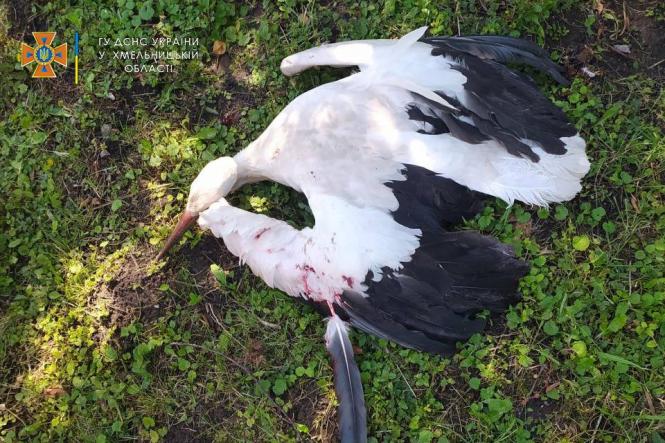 Новини Хмельницького - фото з Лелека на куполі церкви. Як хмельницькі рятувальники визволяли птаха