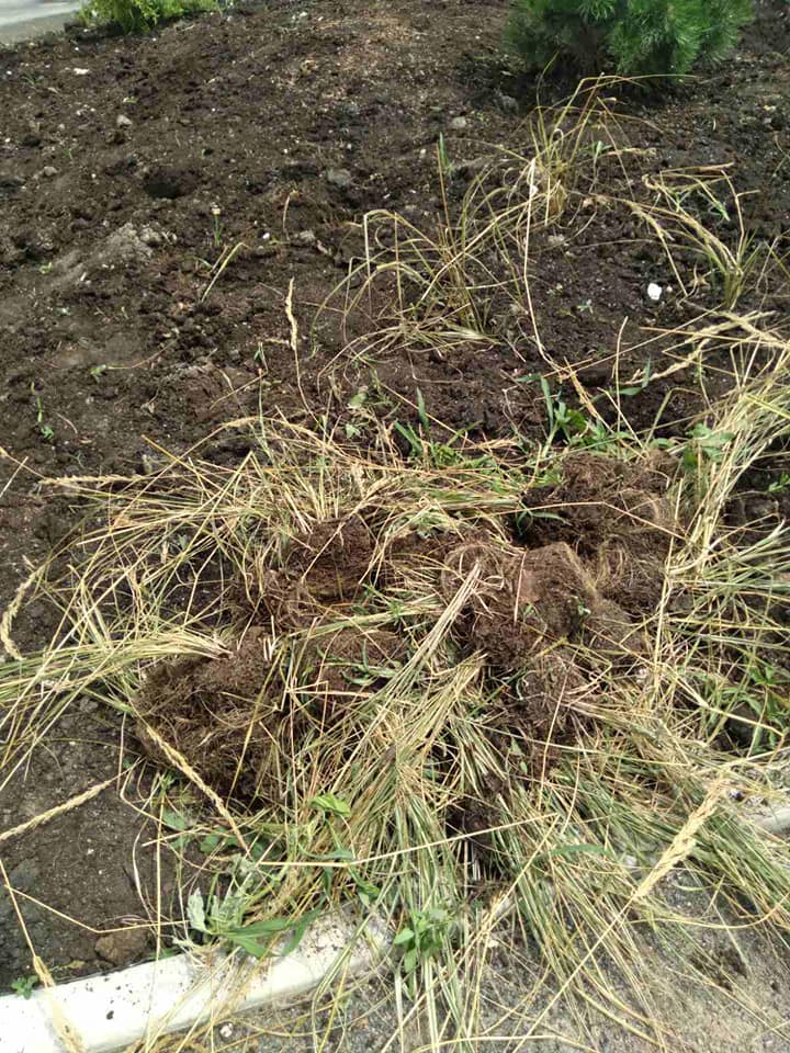 Новини Хмельницького - фото з На Свободи хмельничанка повидирала висаджені комунальниками зелені насадження