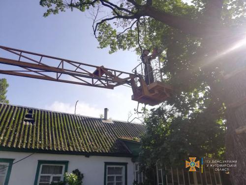 Новини Житомира - фото з У північних районах області рятувальники прибирали повалені негодою дерева d1.jpg