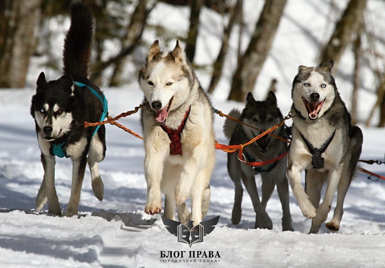 Новини Житомира - фото з Обов’язкове страхування відповідальності власників собак