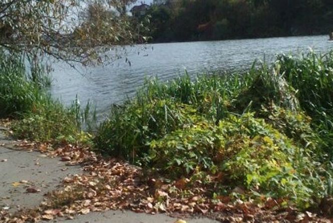 Новини Вінниці - фото з Фоторепортаж з музею Повітряних Сил та інше важливе за 1 серпня на 20minut.ua Небезпека зростом з Гулівера. На Бригантині у Вінниці росте отруйна рослина