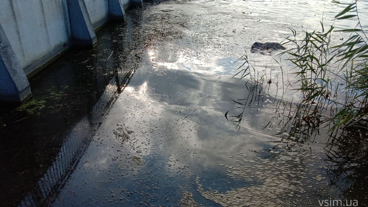 Новини Хмельницького - фото з Мертва риба у Південному Бузі: що кажуть чиновник та еколог