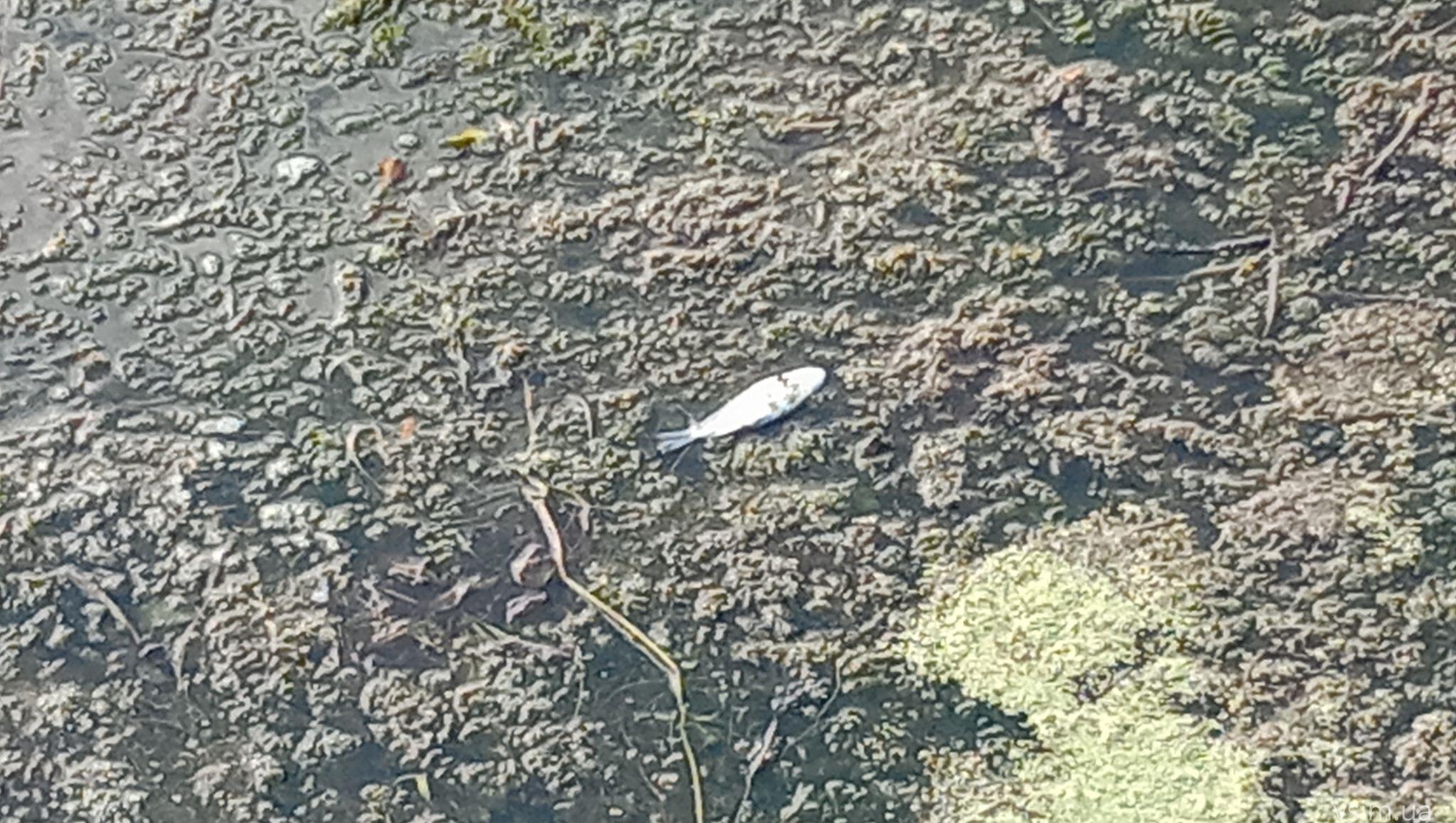 Новини Хмельницького - фото з Мертва риба у Південному Бузі: що кажуть чиновник та еколог