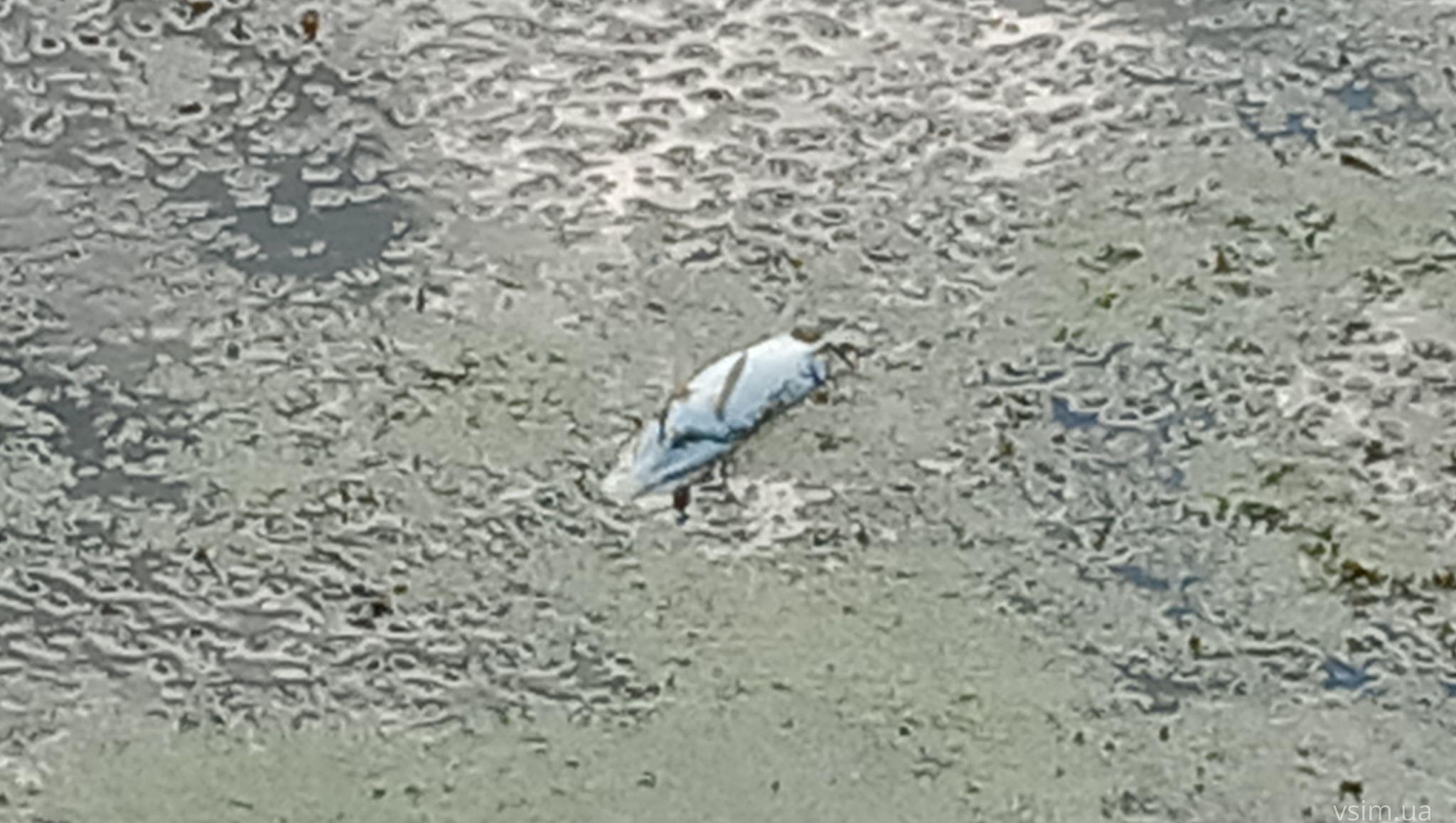 Новини Хмельницького - фото з Мертва риба у Південному Бузі: що кажуть чиновник та еколог