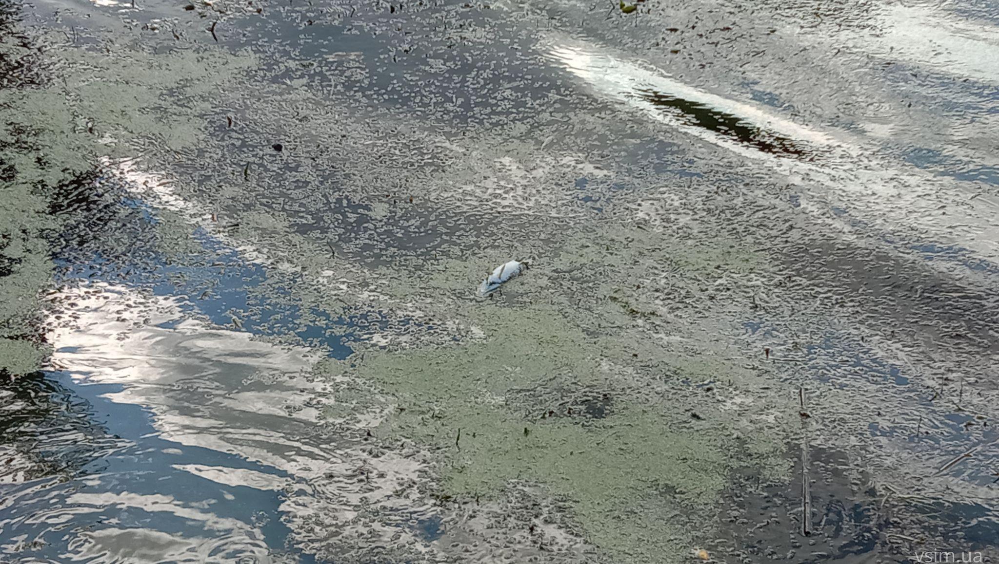 Новини Хмельницького - фото з Мертва риба у Південному Бузі: що кажуть чиновник та еколог