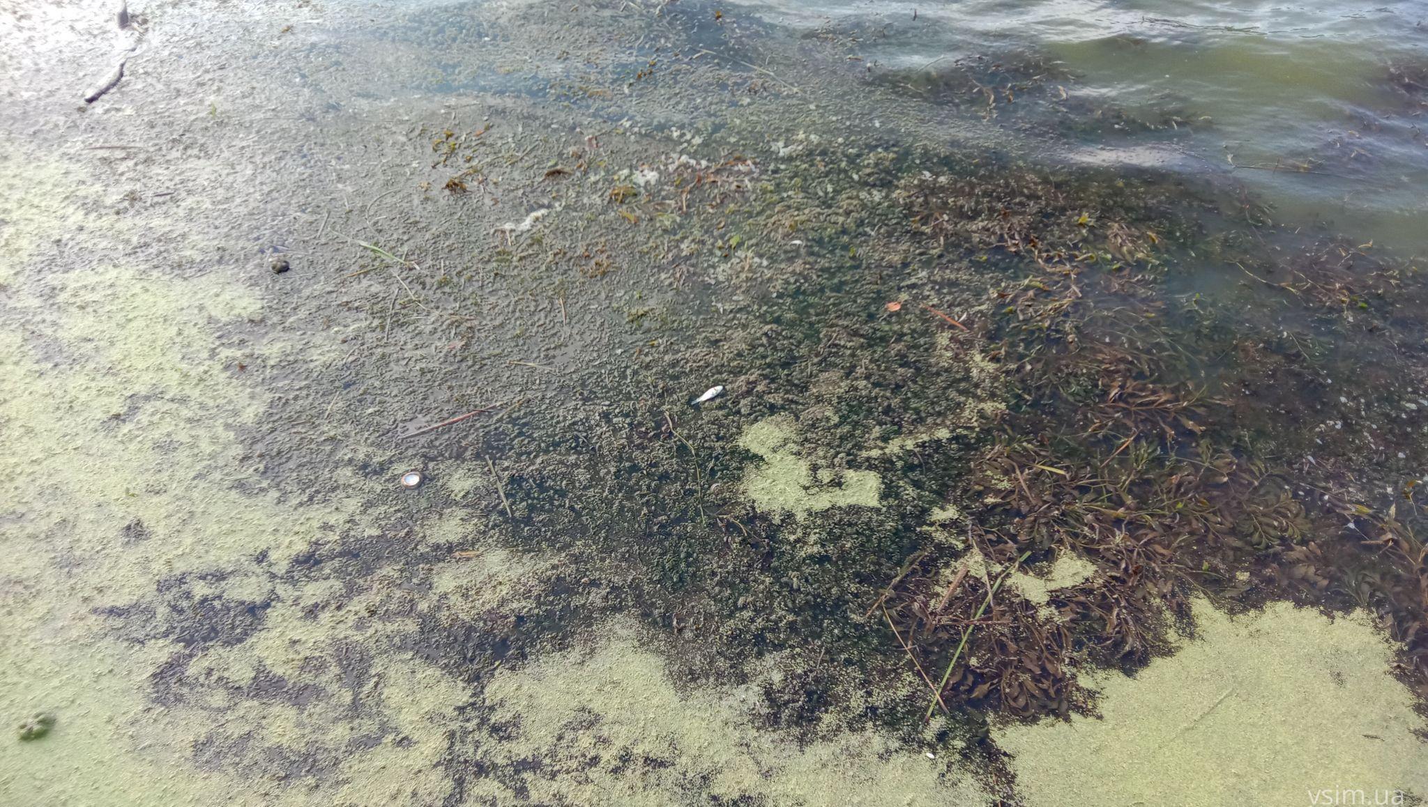 Новини Хмельницького - фото з Мертва риба у Південному Бузі: що кажуть чиновник та еколог
