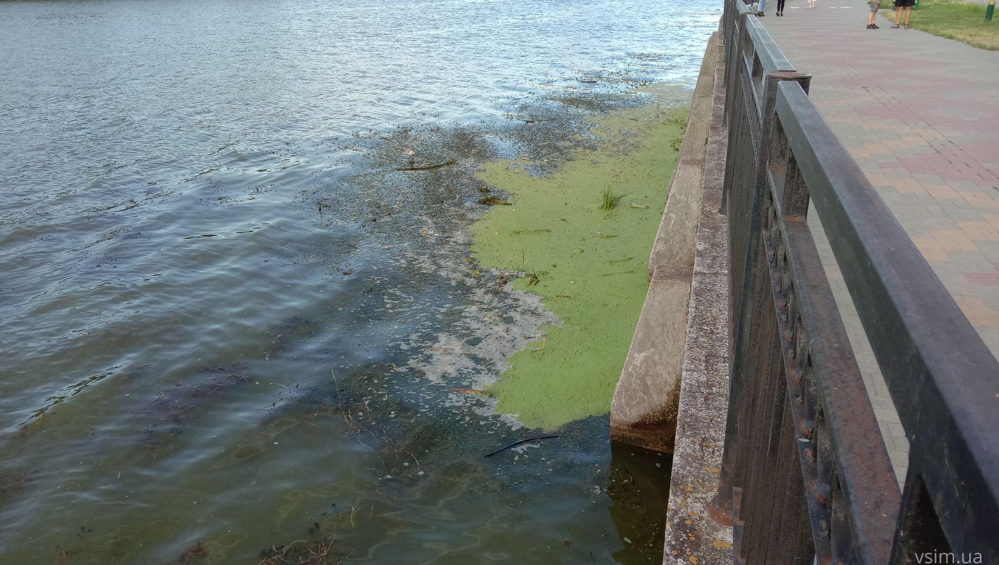 Новини Хмельницького - фото з Мертва риба у Південному Бузі: що кажуть чиновник та еколог