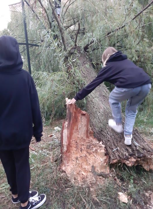 Новини Тернополя - фото з Масивна верба обвалилася на огорожу спортивного майданчика на Київській. Чи було дерево аварійним?