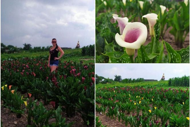 Нова фотозона: на Тернопільщині чоловік виростив унікальне квіткове поле із тисячі кольорових кал