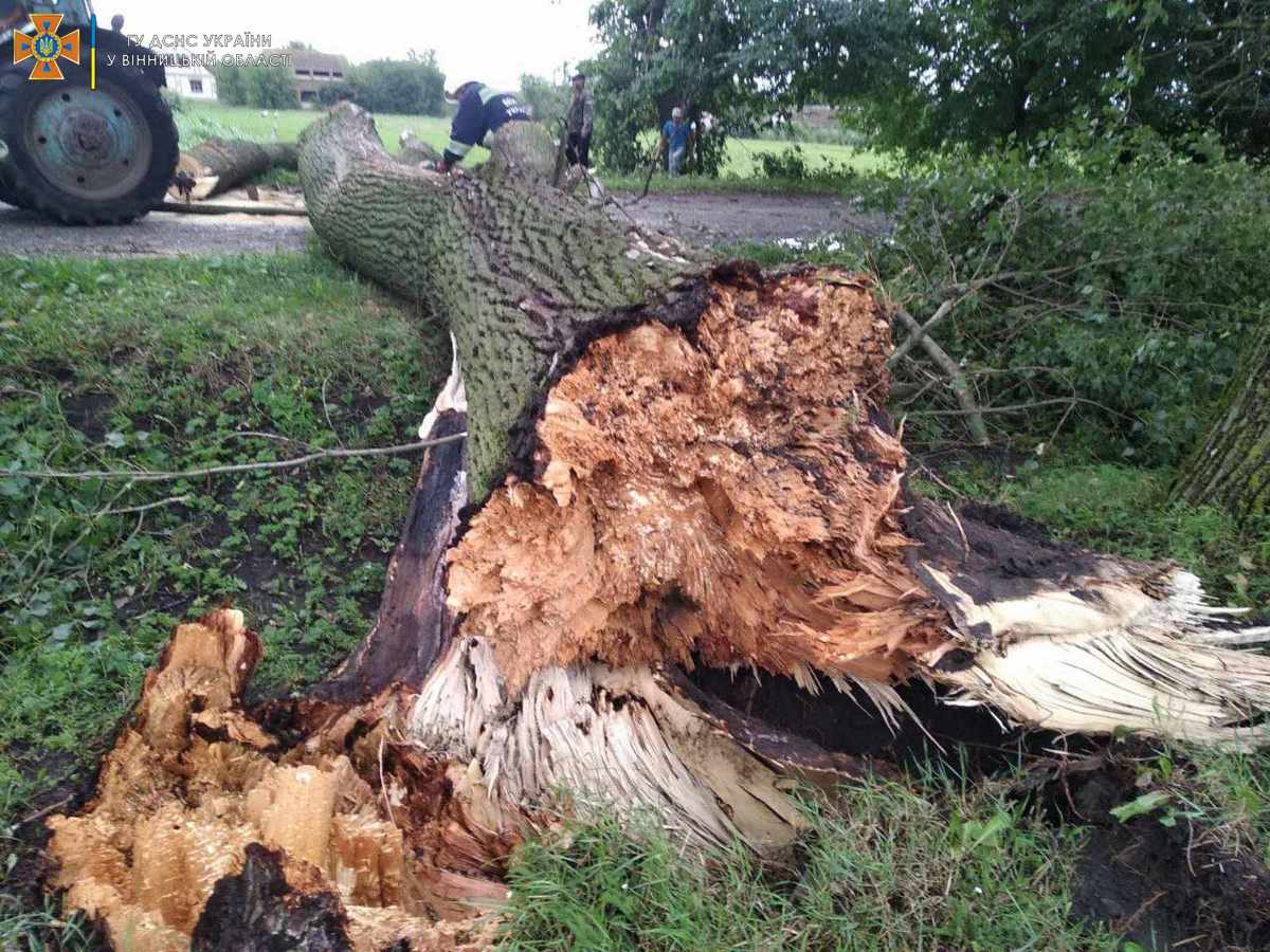Новини Козятина - фото з Повалені дерева та знеструмлені села: від негоди в області найбільше постраждав наш район