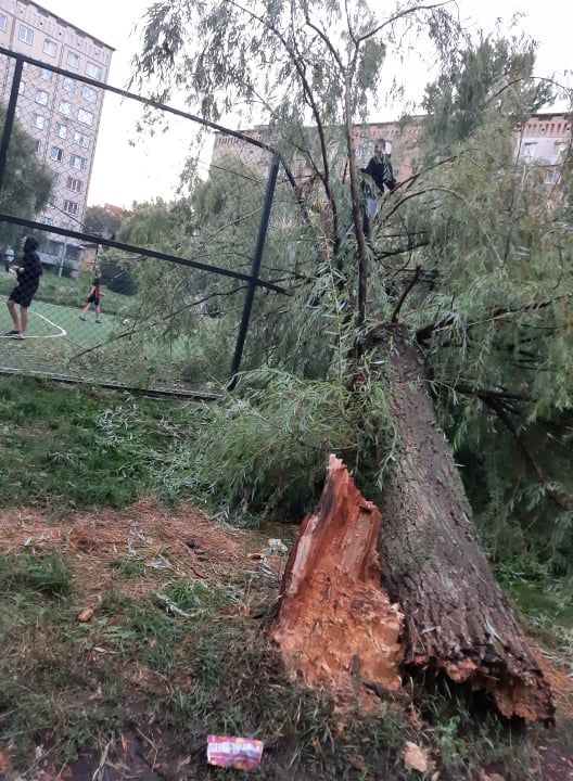 Новини Тернополя - фото з Масивна верба обвалилася на огорожу спортивного майданчика на Київській. Чи було дерево аварійним?