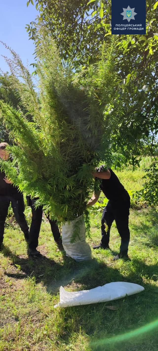 Новини Хмельницького - фото з У селі в Староушицькій ОТГ знайшли 248 кущів коноплі На зображенні може бути: дерево та на відкритому повітрі