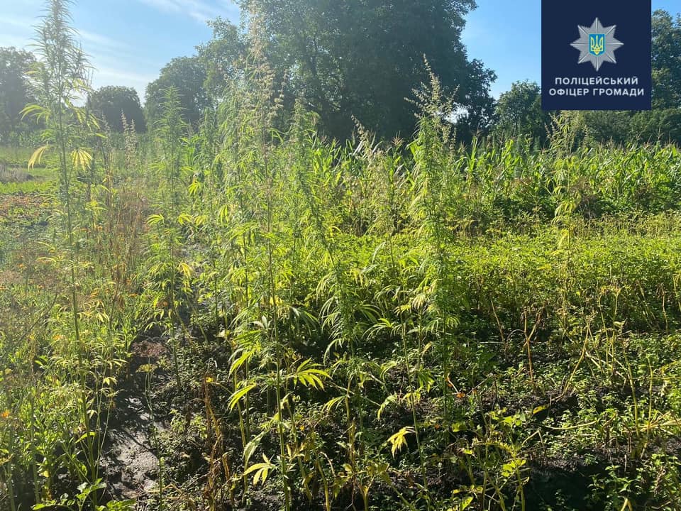 Новини Хмельницького - фото з У селі в Староушицькій ОТГ знайшли 248 кущів коноплі На зображенні може бути: природа та дерево