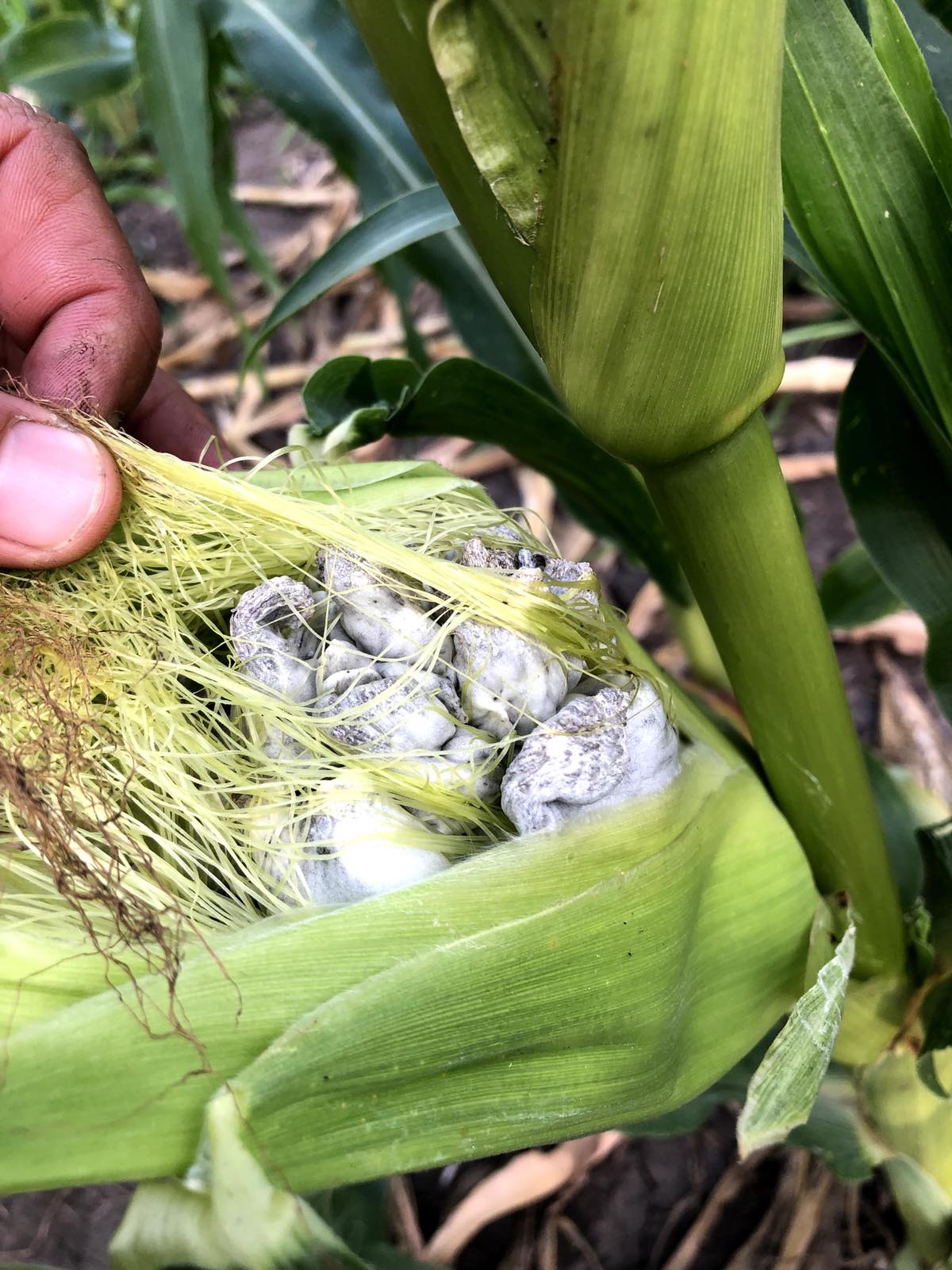 Новини Вінниці - фото з «Я з’їв дві тарілки…» Таку страву не готують у жодному ресторані Вінниці, поки що…