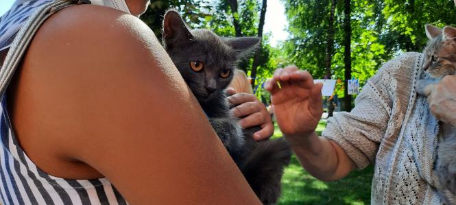 Новини Вінниці - фото з «Якщо вам потрібен вірний друг — приходьте!» Як вінничани обирали собі тварин на ярмарку