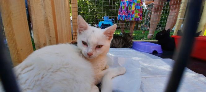 Новини Вінниці - фото з «Якщо вам потрібен вірний друг — приходьте!» Як вінничани обирали собі тварин на ярмарку