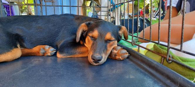 Новини Вінниці - фото з «Якщо вам потрібен вірний друг — приходьте!» Як вінничани обирали собі тварин на ярмарку