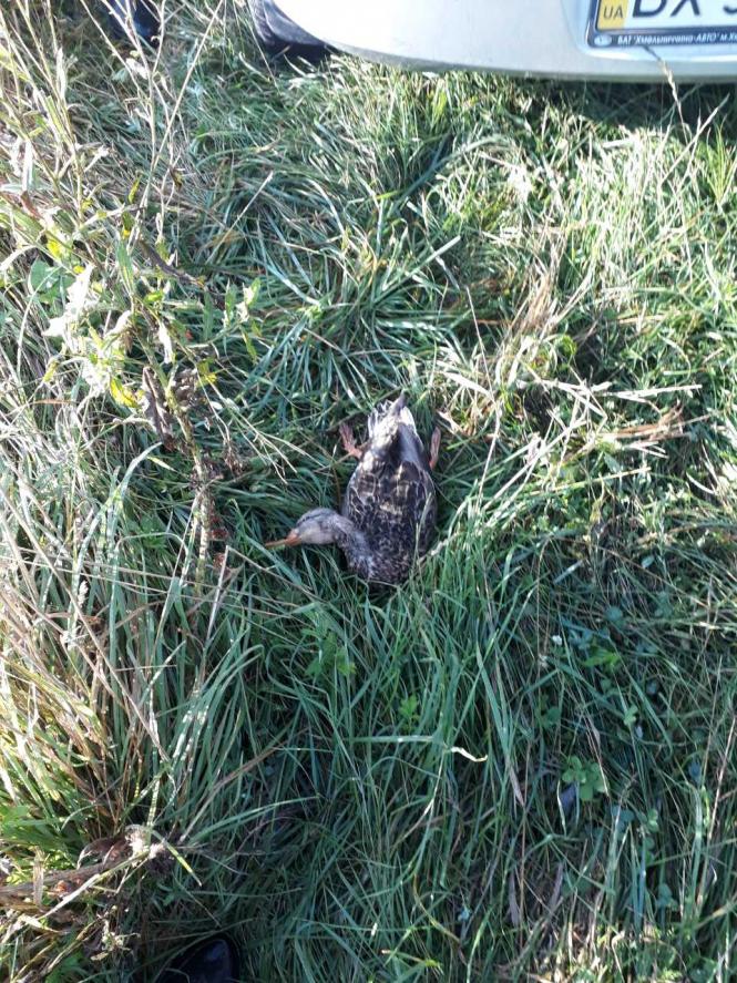 Новини Хмельницького - фото з Штрафів на 600 гривень: скільки ще порушників виявили в сезон полювання на Хмельниччині