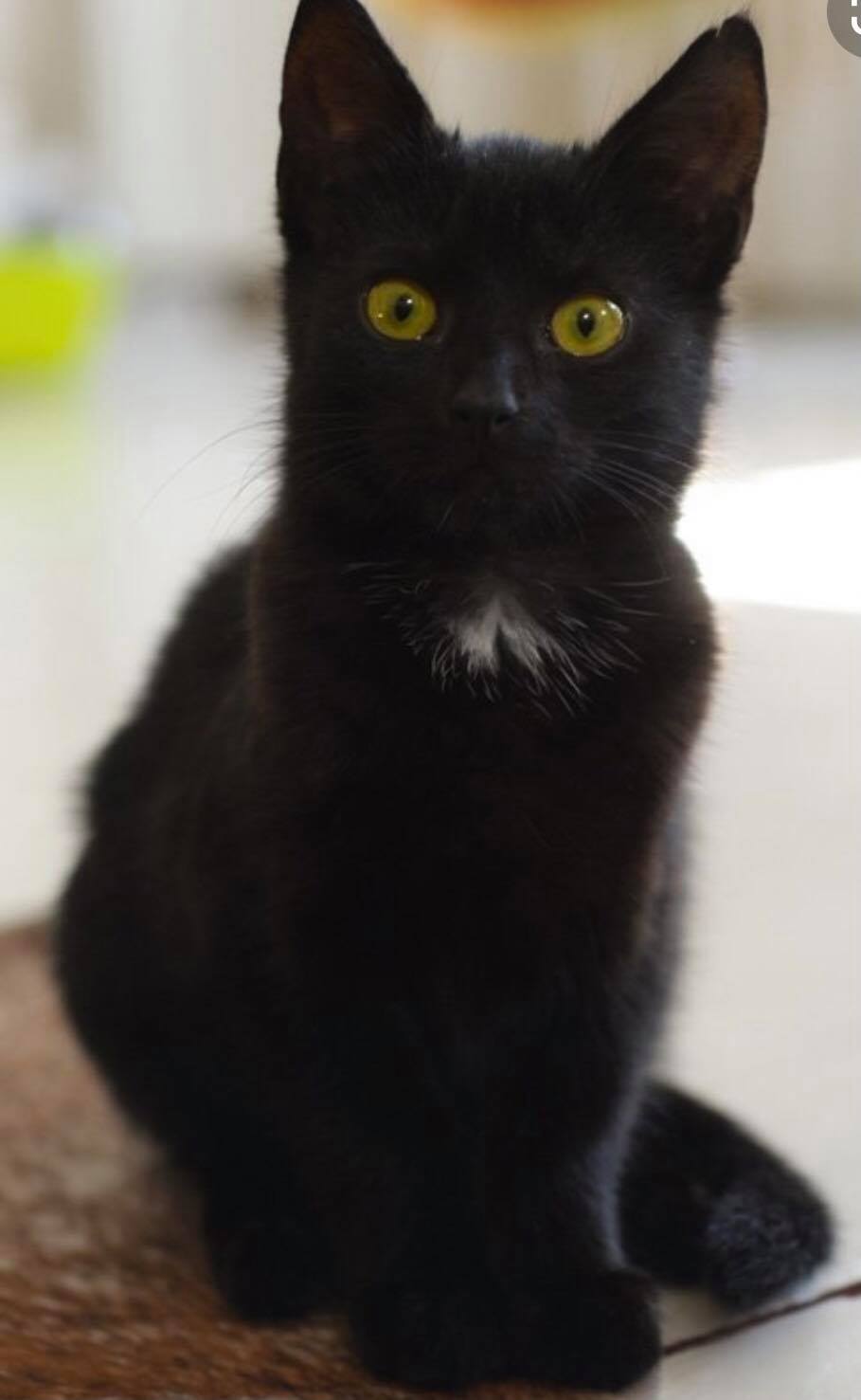 Котята черного окраса
