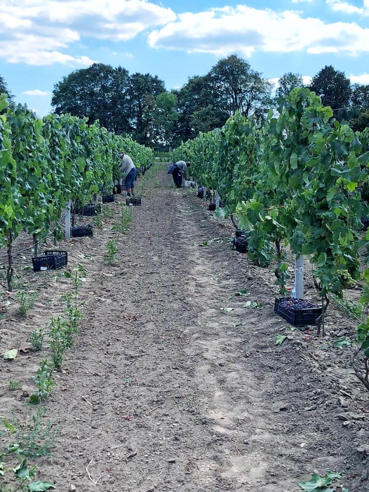 На зображенні може бути: дерево