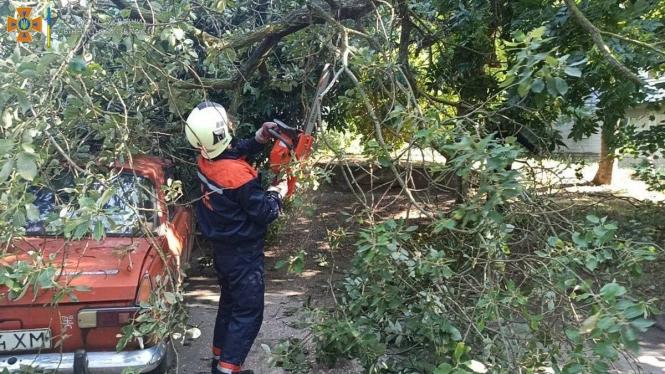 Новини Вінниці - фото з На Первозванного дерево впало на «Москвич», а на Зулінського — на тротуар