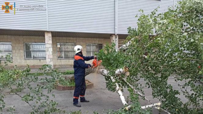 Новини Вінниці - фото з На Первозванного дерево впало на «Москвич», а на Зулінського — на тротуар