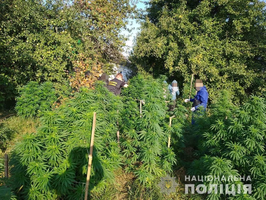 Новини Житомира - фото з На Житомирщині чоловік виростив наркозілля на пів мільйона гривень