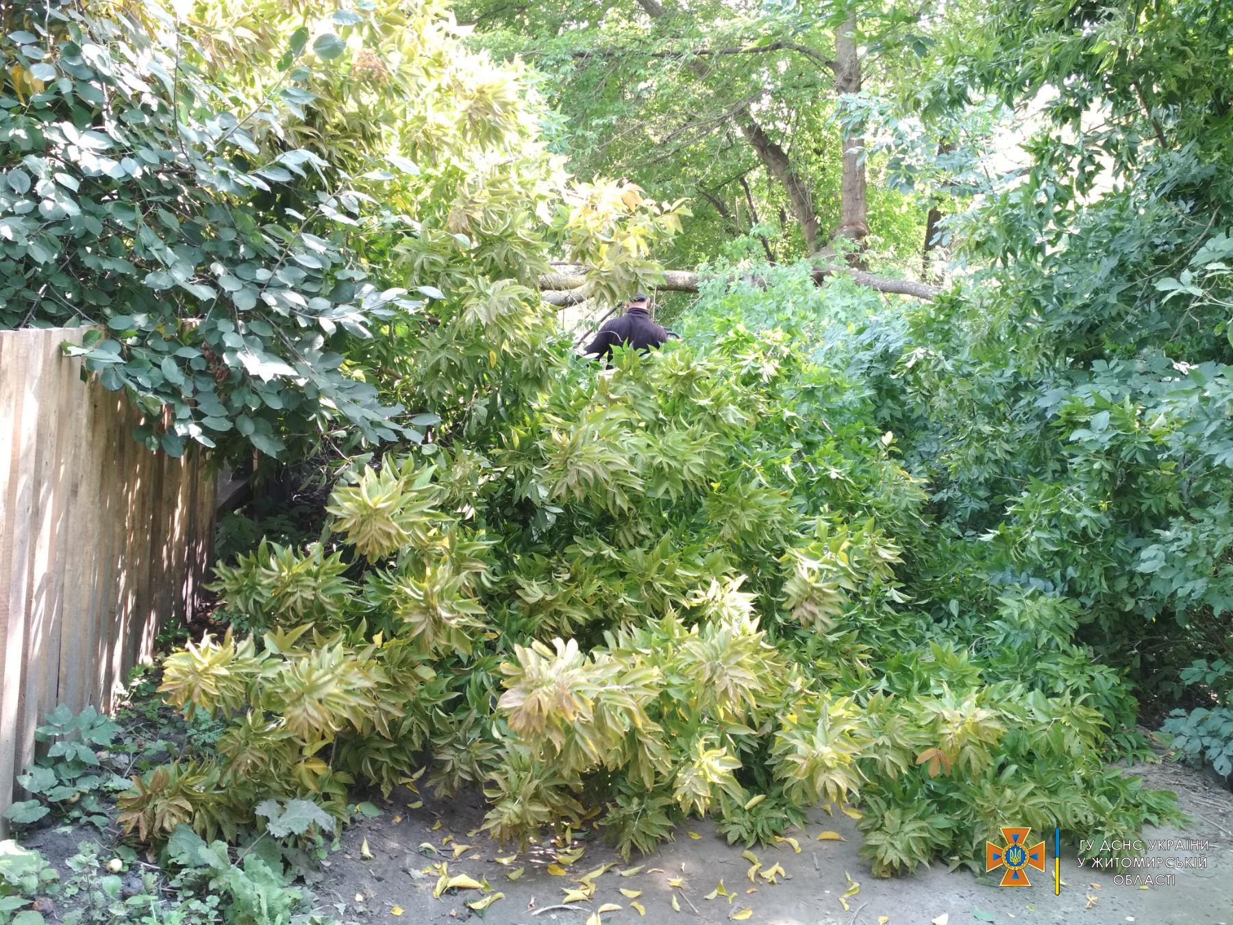 Новини Житомира - фото з Для рятувальників області 13 вересня виявилось гарячим: діставали з кювету вантажівку, швидку і прибирали повалену вербу