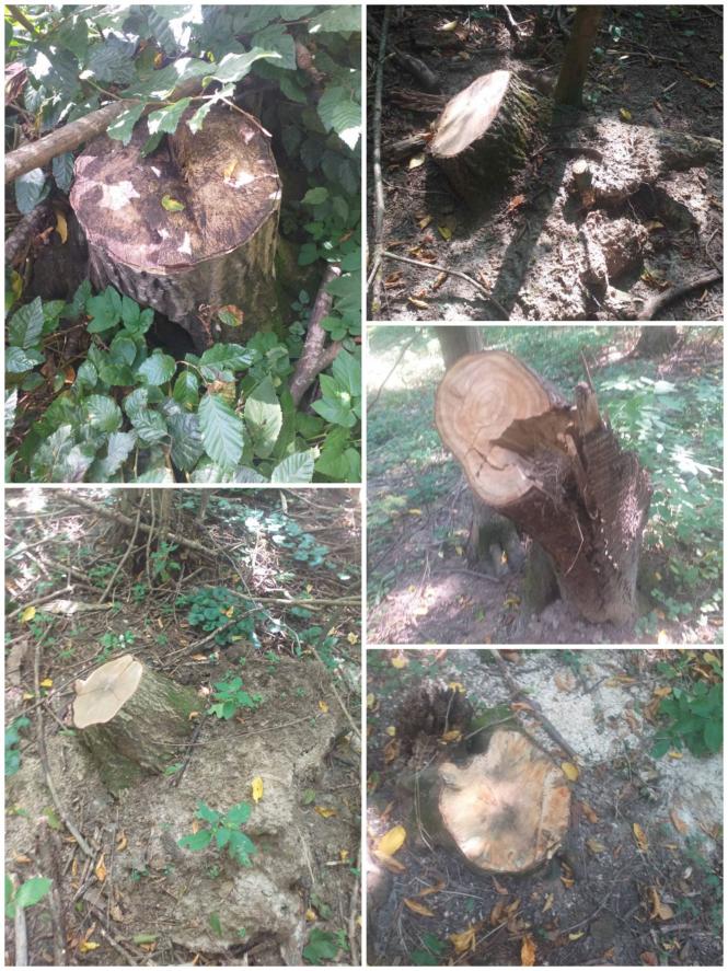 Новини Хмельницького - фото з Рубка дерев у нацпарку на Хмельниччині: трьох порушників оштрафують