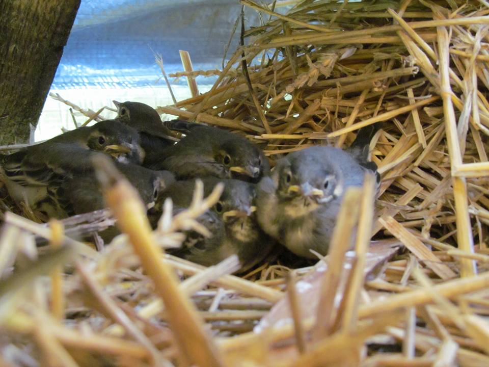 Новини Вінниці - фото з «Проміняв життя у місті на чисте поле». Як сім’я вінничан власноруч створила родове поселення