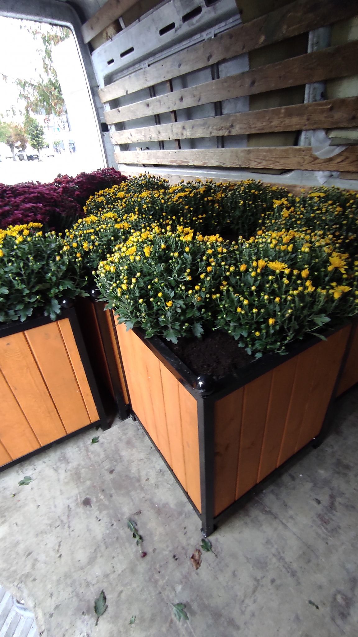 Новини Козятина - фото з Фото дня: Козятин стає осінньо-квітучим