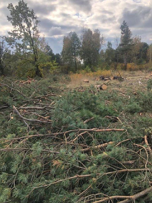 Новини Житомира - фото з На Романівщині незаконно вирубали 70 дерев