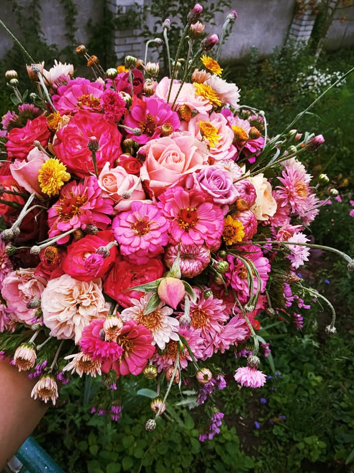 Новини Тернополя - фото з Перетворила город у чарівний сад: виростила поле хризантем і айстр. Чи можна до неї на фотосесію? На зображенні може бути: 1 особа, квітка та природа