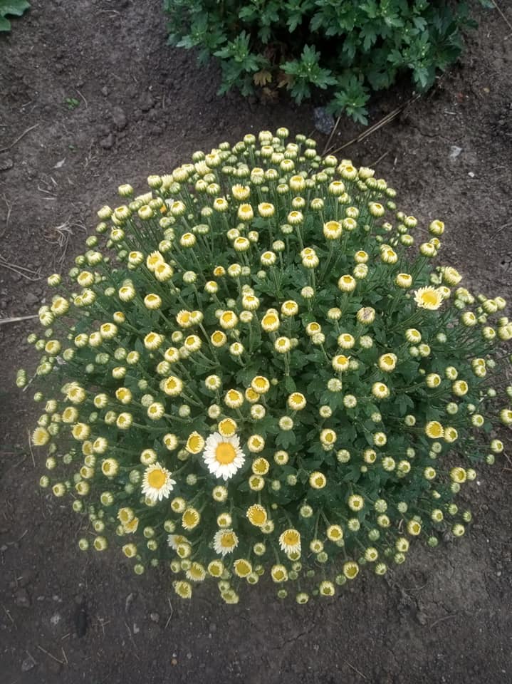 Новини Тернополя - фото з Перетворила город у чарівний сад: виростила поле хризантем і айстр. Чи можна до неї на фотосесію? На зображенні може бути: квітка та природа