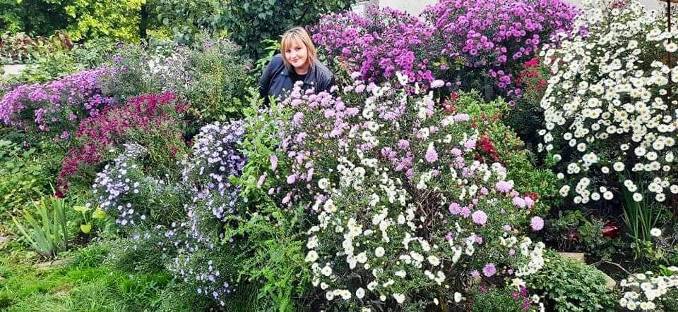 Новини Тернополя - фото з Перетворила город у чарівний сад: виростила поле хризантем і айстр. Чи можна до неї на фотосесію? На зображенні може бути: 1 особа, квітка, дерево та на відкритому повітрі