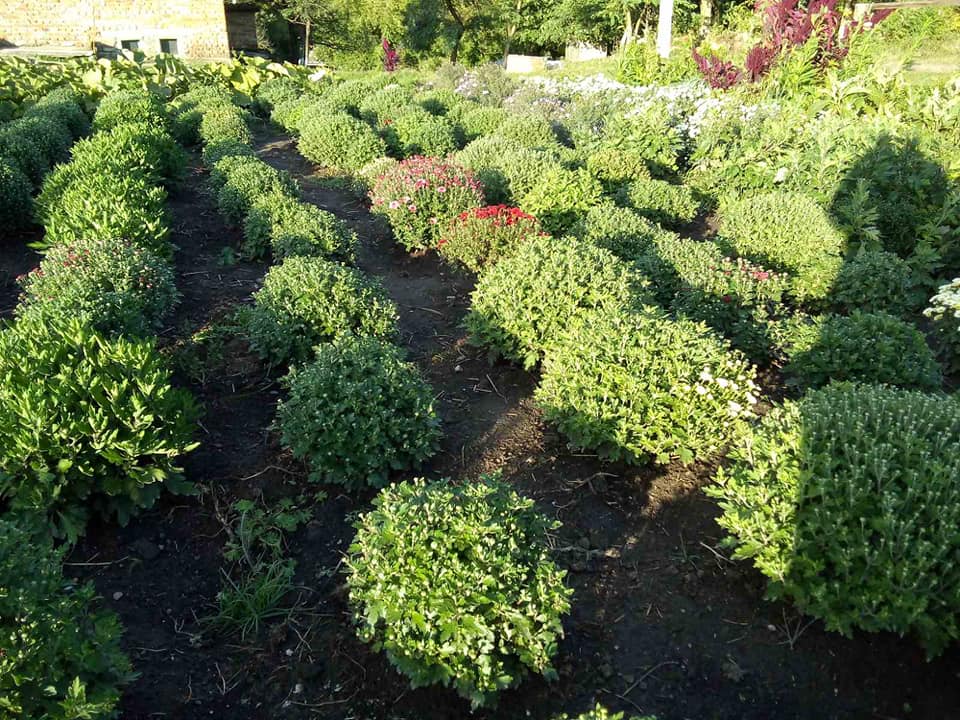 Новини Тернополя - фото з Перетворила город у чарівний сад: виростила поле хризантем і айстр. Чи можна до неї на фотосесію? На зображенні може бути: природа та дерево