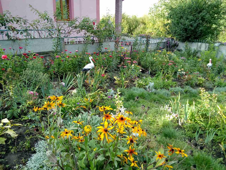 Новини Тернополя - фото з Перетворила город у чарівний сад: виростила поле хризантем і айстр. Чи можна до неї на фотосесію? На зображенні може бути: ехінацея та природа