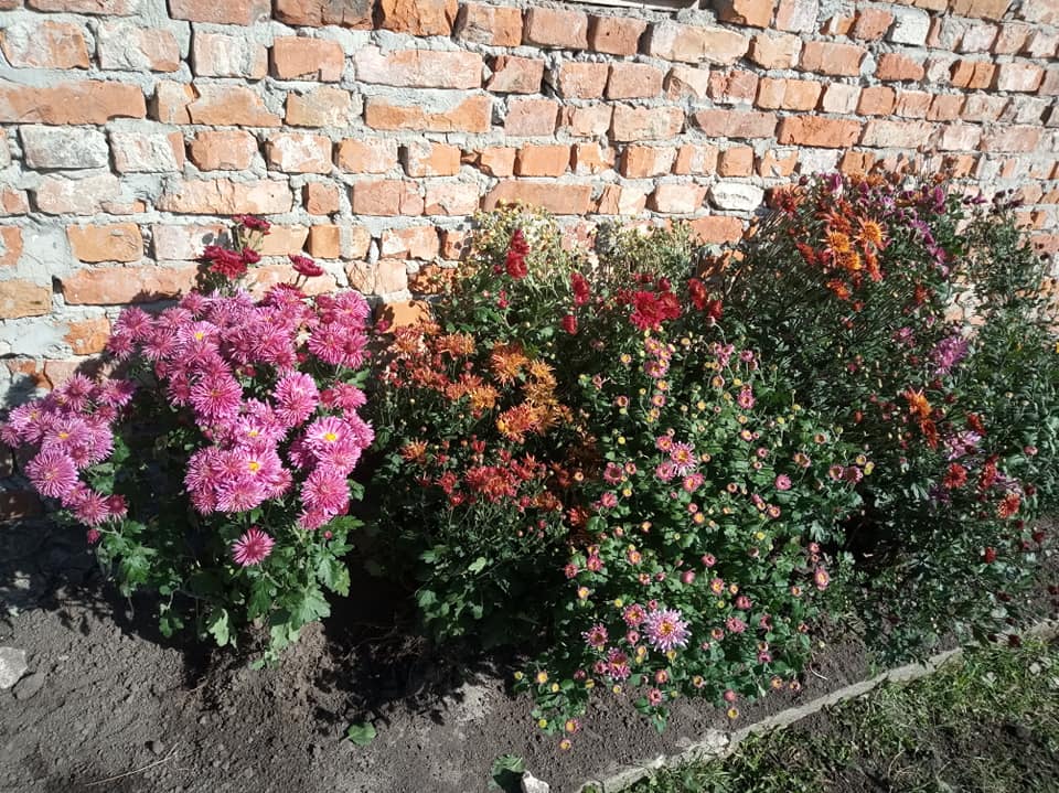 Новини Тернополя - фото з Перетворила город у чарівний сад: виростила поле хризантем і айстр. Чи можна до неї на фотосесію? На зображенні може бути: квітка, на відкритому повітрі, цегляна стіна та дерево