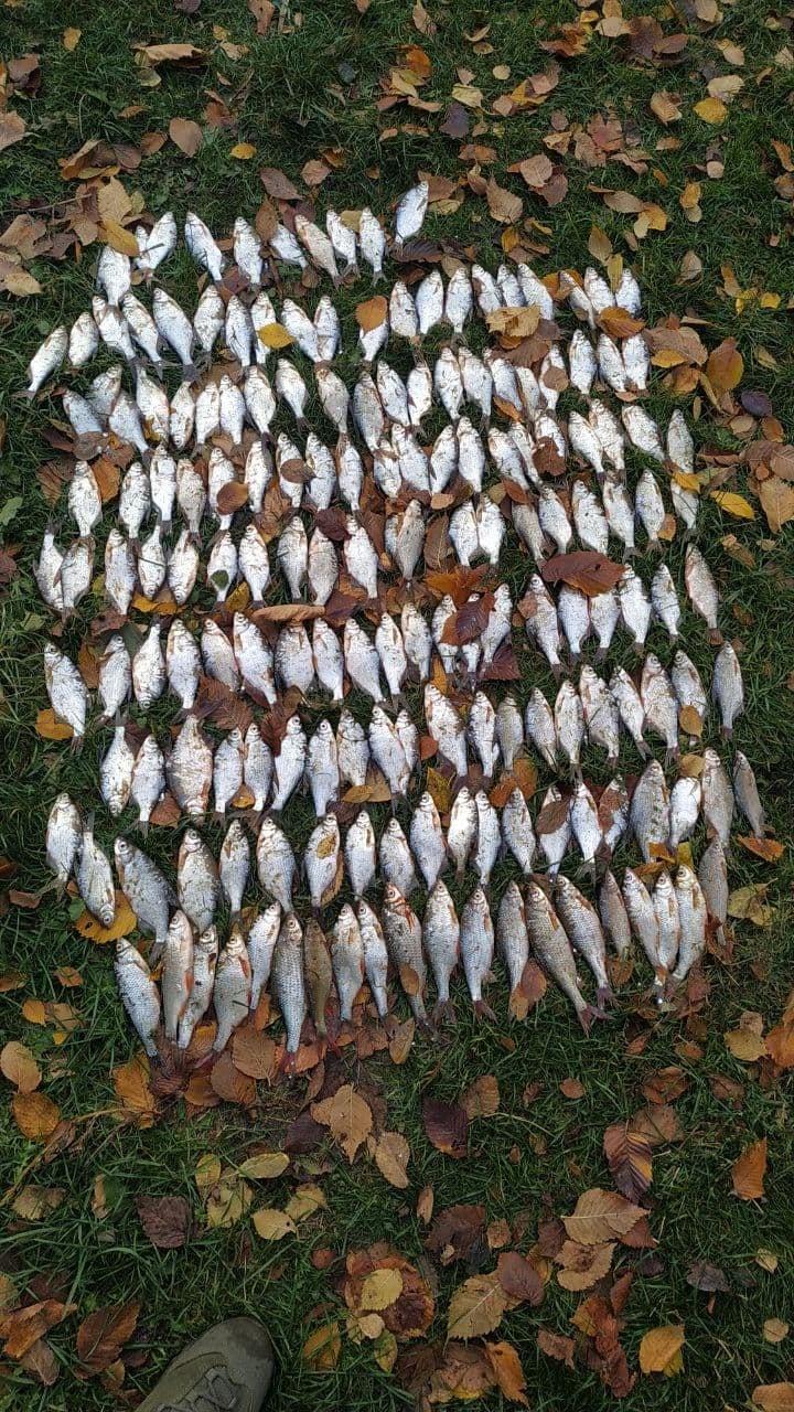 Новини Житомира - фото з Невдала риболовля: за 5 кг ляща житель Андрушівки має сплатити майже 300 тисяч гривень