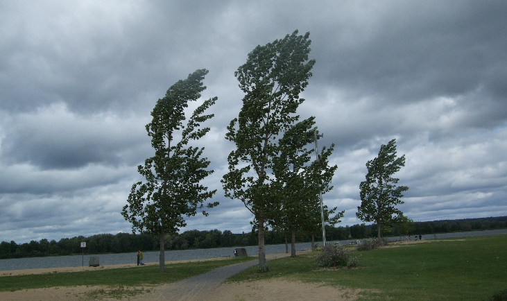 Новини Тернополя - фото з На Тернопільщині на день потепліє — буде сильний вітер На зображенні може бути: дерево, небо та природа