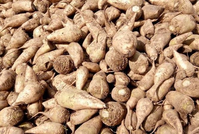 Новини Вінниці - фото з Гарбузи, сіно та буряк. Як у Подільському звіринцю готуються до зими