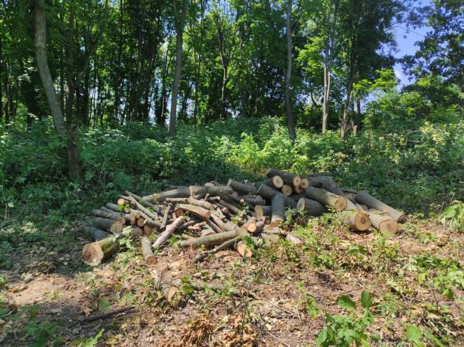 Новини Хмельницького - фото з Чоловік зрубав 40 акацій та кленів: як його покарав суд