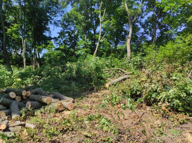 Новини Хмельницького - фото з Чоловік зрубав 40 акацій та кленів: як його покарав суд