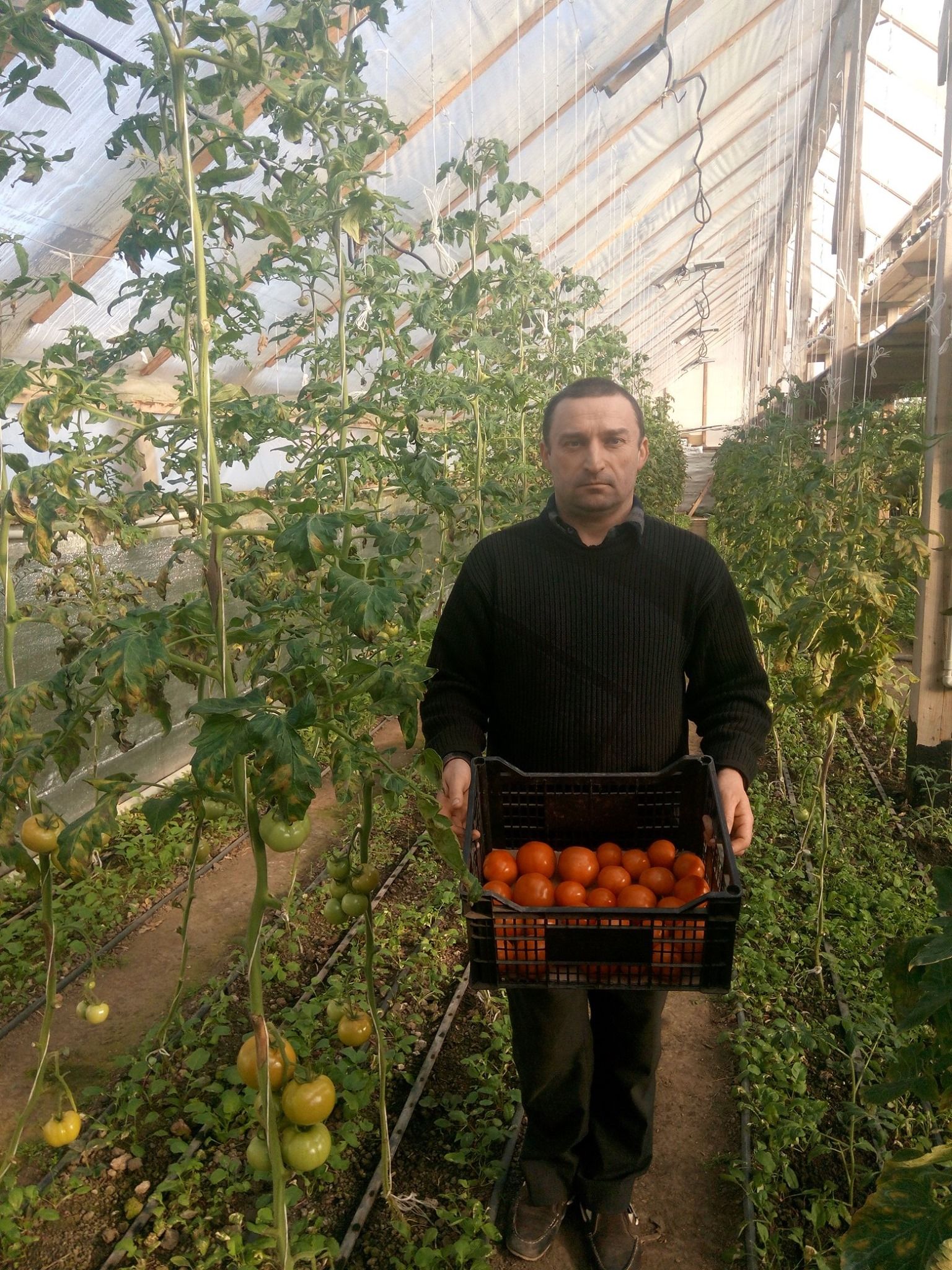 Новини Тернополя - фото з Зробив підземну теплицю на власному городі і не пошкодував: тепер вирощує і продає квіти цілий рік