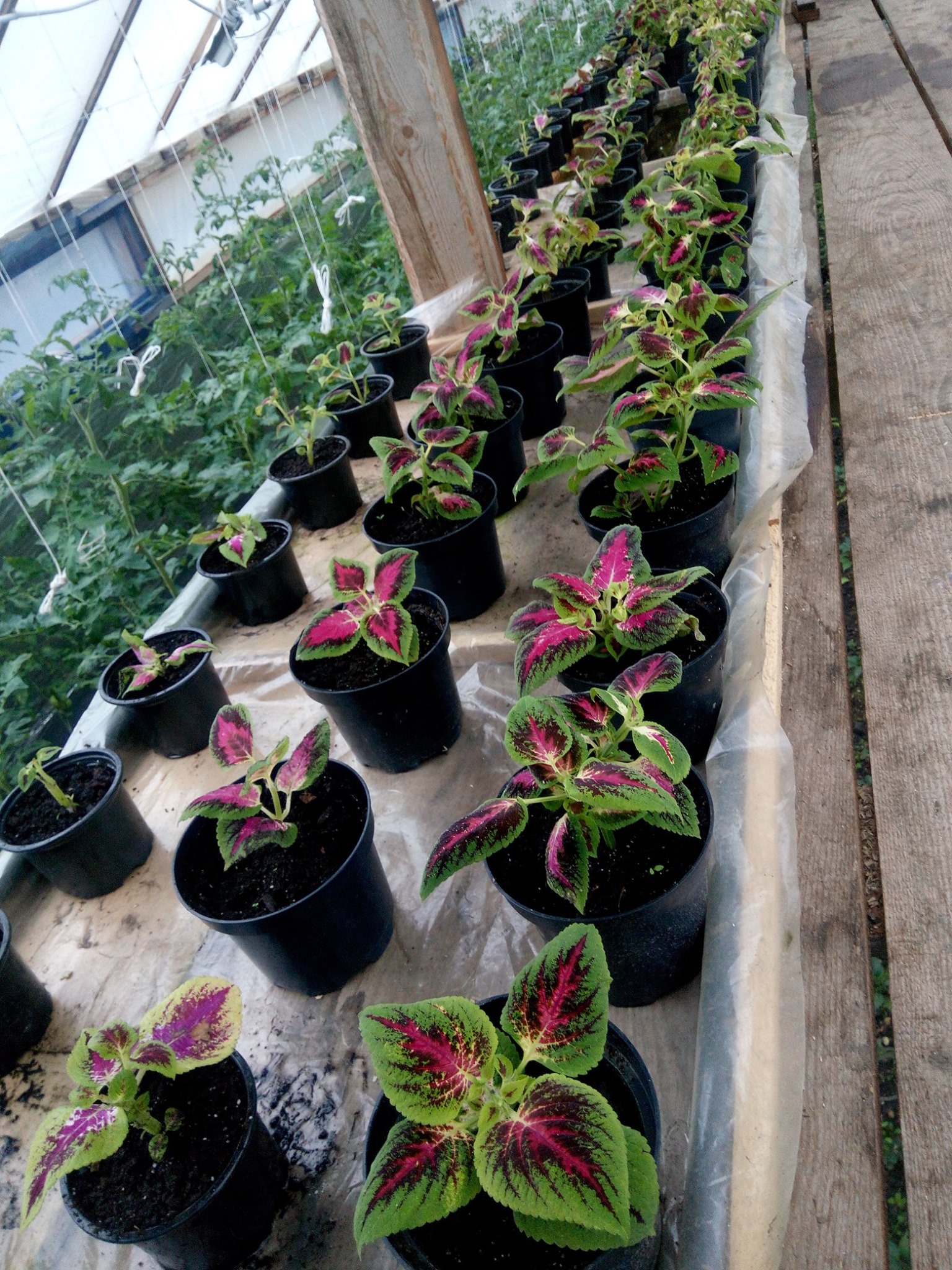 Новини Тернополя - фото з Зробив підземну теплицю на власному городі і не пошкодував: тепер вирощує і продає квіти цілий рік Немає опису світлини.