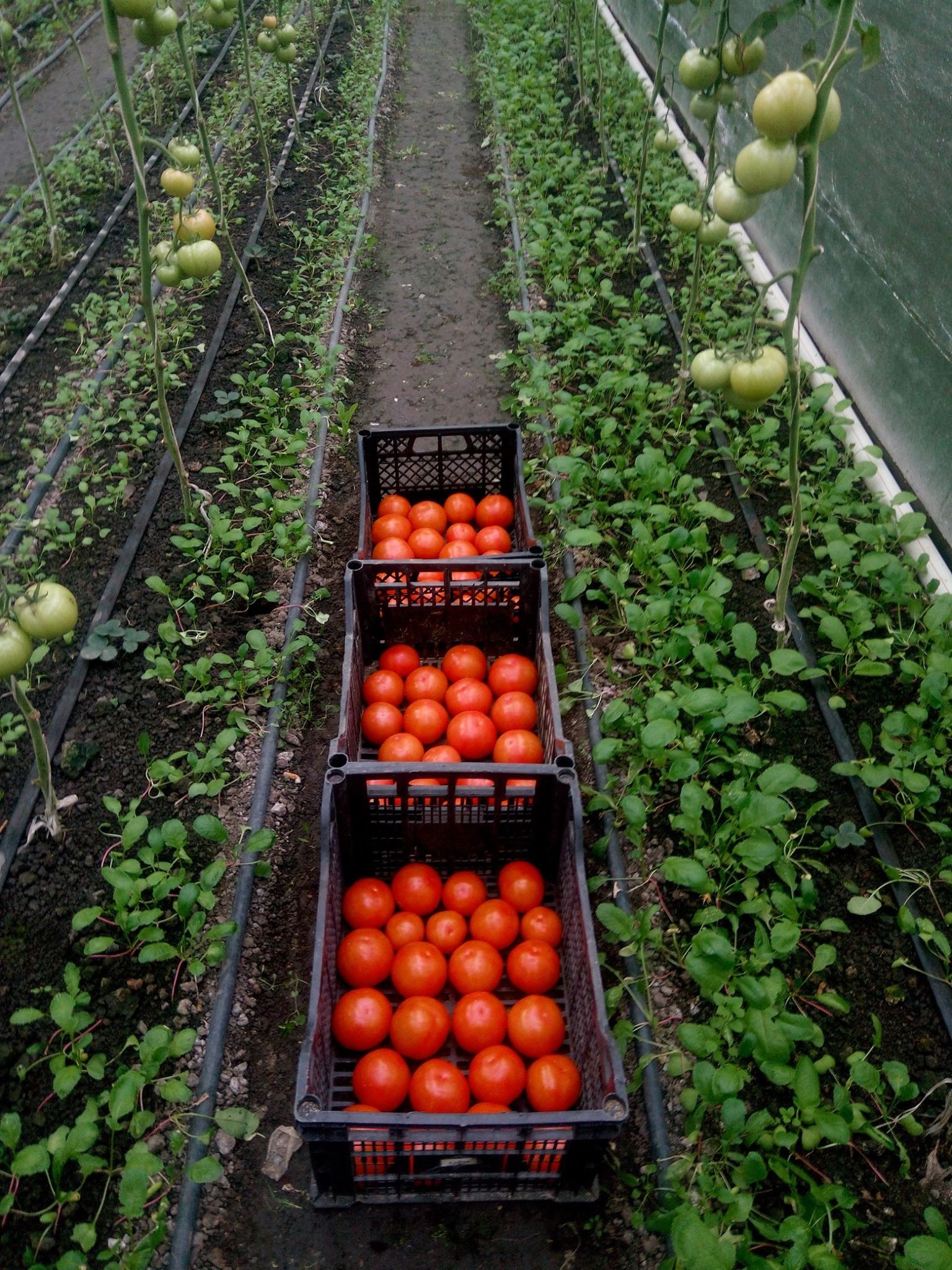 Новини Тернополя - фото з Зробив підземну теплицю на власному городі і не пошкодував: тепер вирощує і продає квіти цілий рік